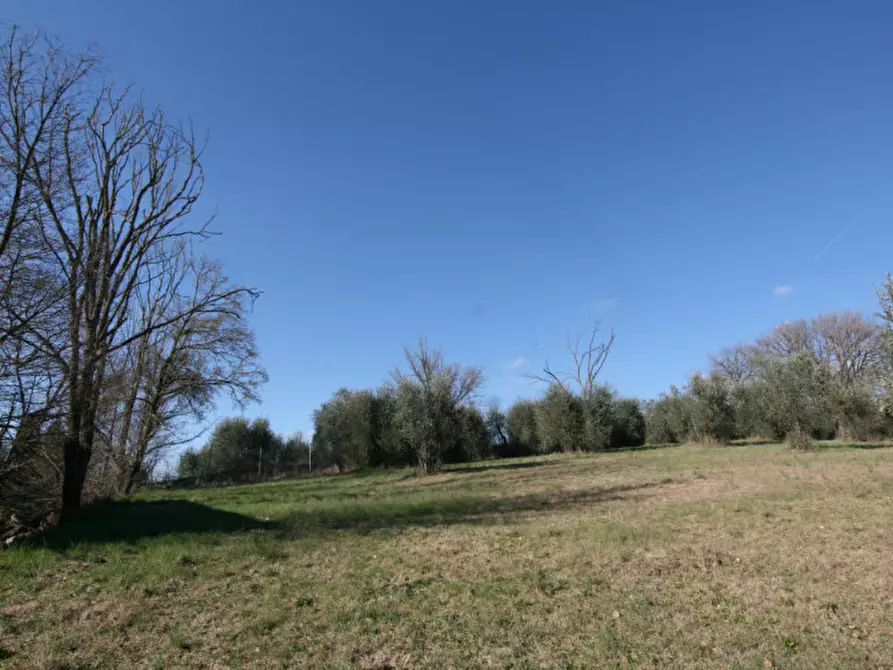 Immagine 9 di Rustico / casale in vendita  a Lucignano