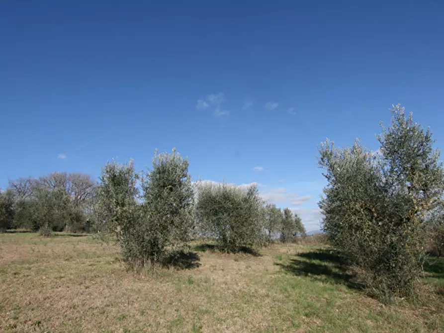 Immagine 10 di Rustico / casale in vendita  a Lucignano