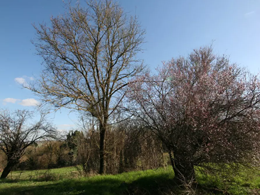 Immagine 11 di Rustico / casale in vendita  a Lucignano