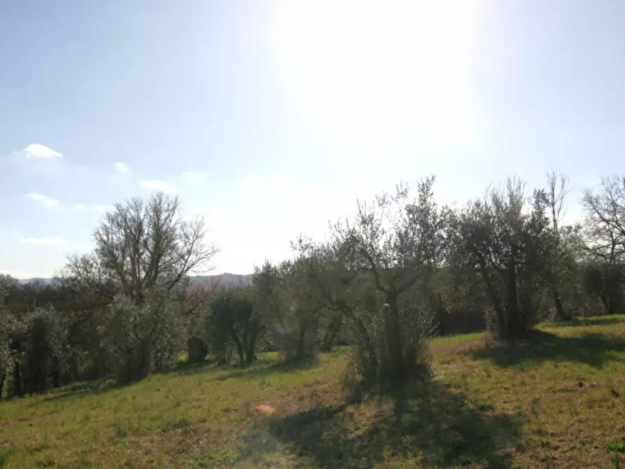 Immagine 38 di Rustico / casale in vendita  a Lucignano