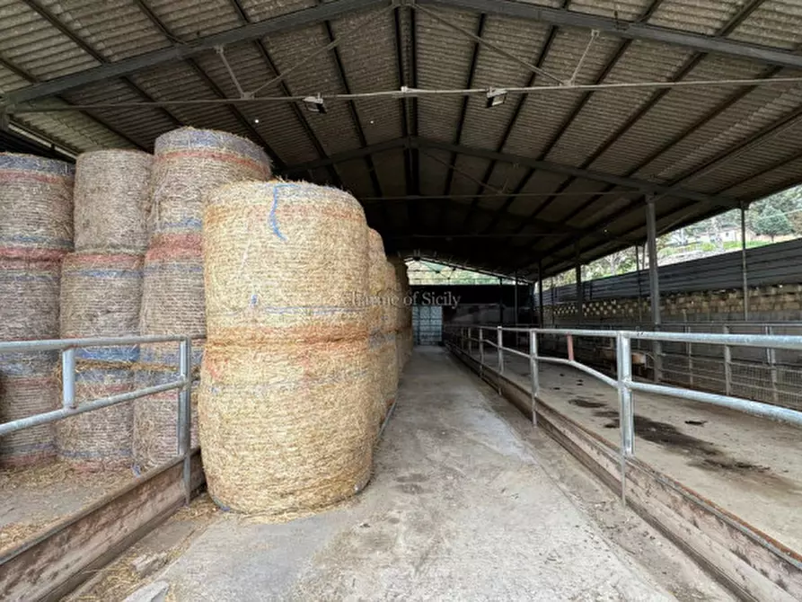 Immagine 38 di Terreno in vendita  in Strada Vicinale Canneti a Calascibetta