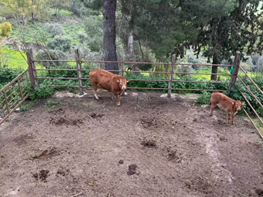 Immagine 53 di Terreno in vendita  in Strada Vicinale Canneti a Calascibetta
