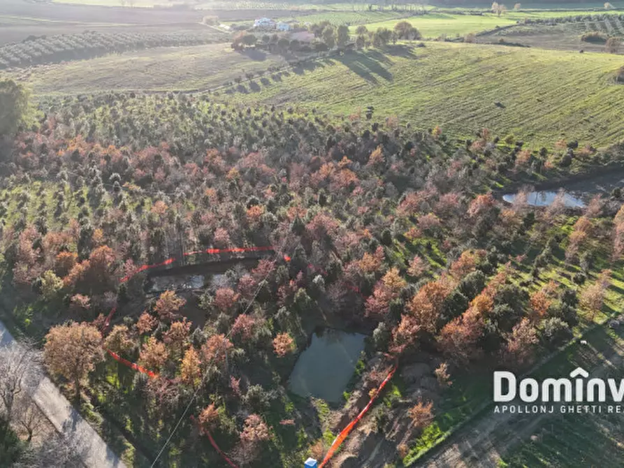Immagine 3 di Rustico / casale in vendita  in Strada Provinciale 75 Pescia Fiorentina Chiarone a Capalbio