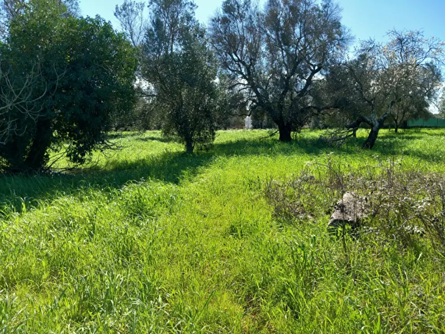 Immagine 6 di Rustico / casale in vendita  in C.da San Giovanni a San Michele Salentino
