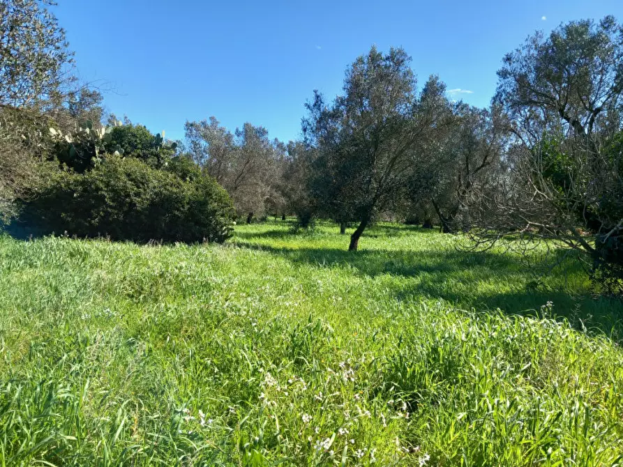 Immagine 7 di Rustico / casale in vendita  in C.da San Giovanni a San Michele Salentino