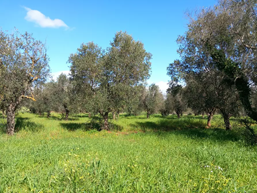 Immagine 8 di Rustico / casale in vendita  in C.da San Giovanni a San Michele Salentino