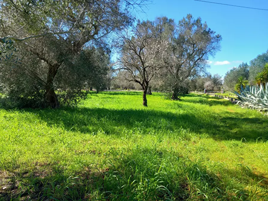 Immagine 21 di Rustico / casale in vendita  in C.da San Giovanni a San Michele Salentino