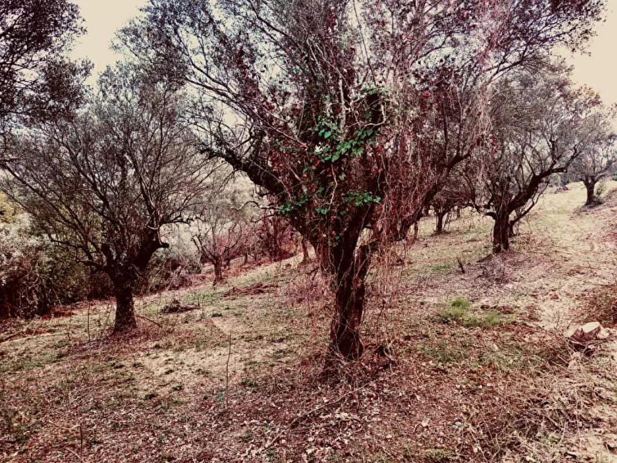 Immagine 2 di Terreno in vendita  in Loc.tà Colle Marocco a Palombara Sabina