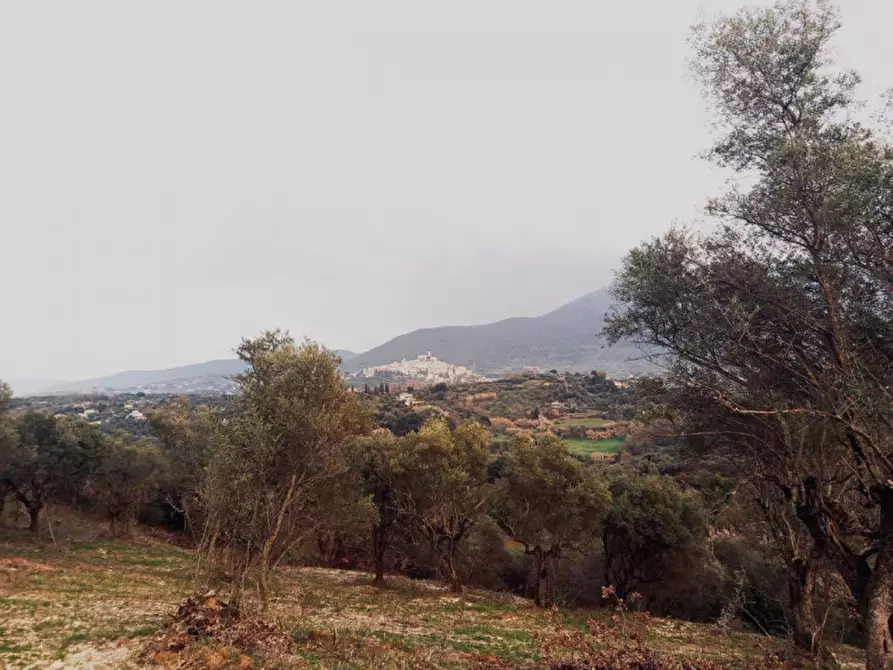 Immagine 3 di Terreno in vendita  in Loc.tà Colle Marocco a Palombara Sabina