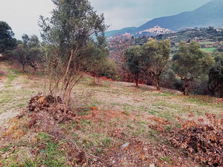 Immagine 5 di Terreno in vendita  in Loc.tà Colle Marocco a Palombara Sabina