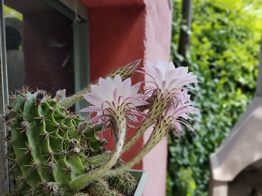 Immagine 31 di Casa indipendente in vendita  in Via Casalino 37 a Camino