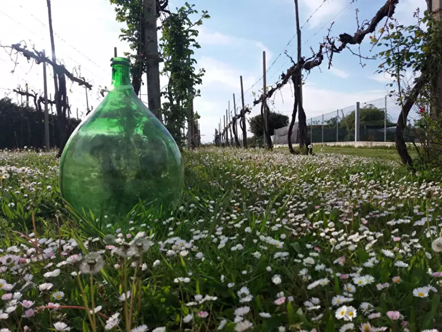 Immagine 2 di Terreno in vendita  a Camponogara