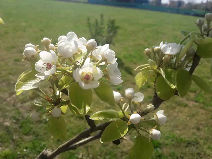 Immagine 3 di Terreno in vendita  a Camponogara