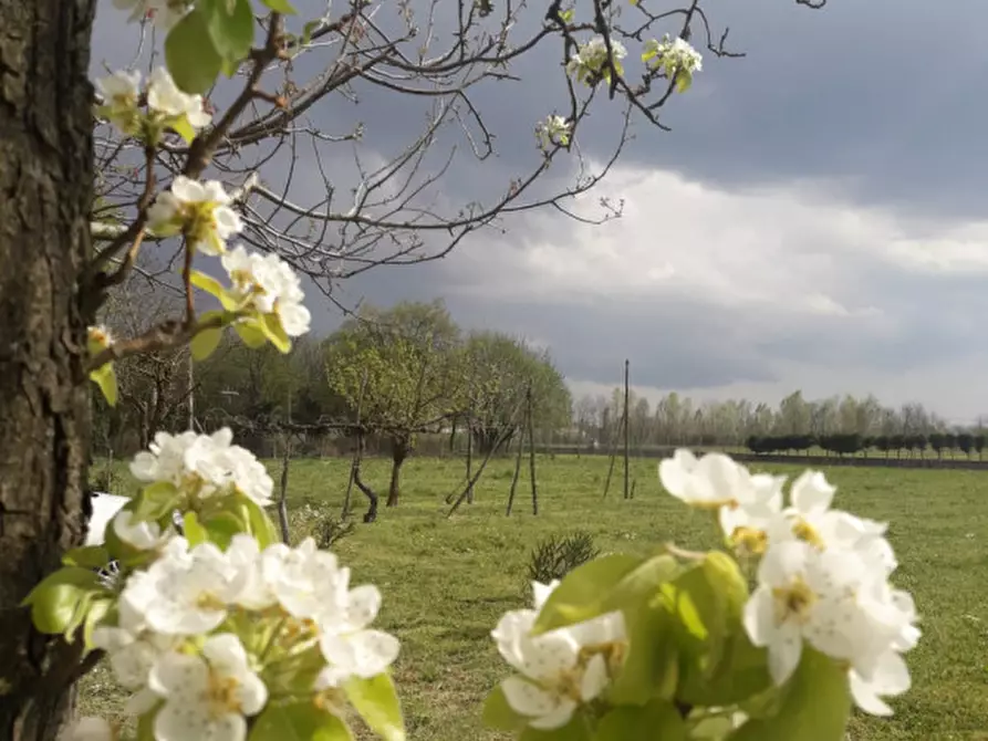 Immagine 6 di Terreno in vendita  a Camponogara