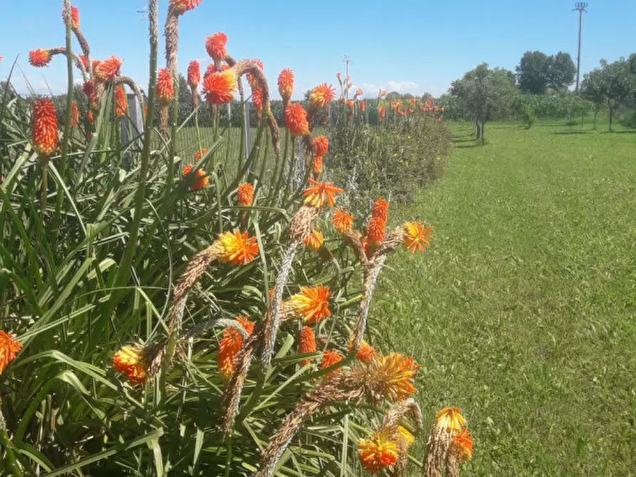 Immagine 7 di Terreno in vendita  a Camponogara
