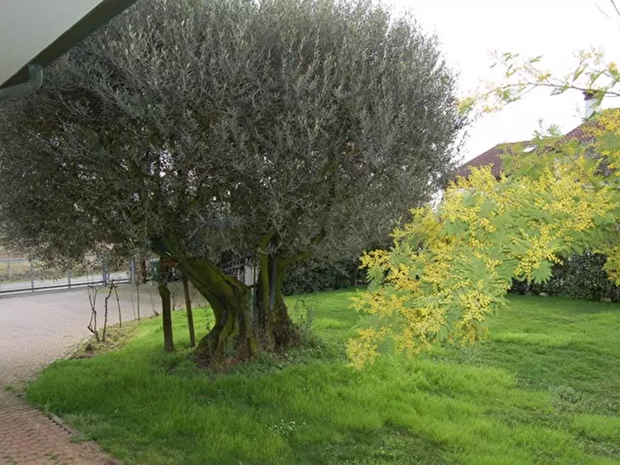 Immagine 9 di Casa indipendente in vendita  a Pianiga