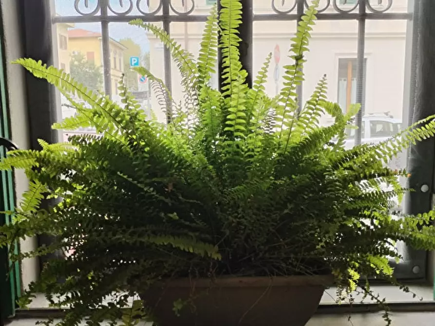 Immagine 7 di Appartamento in affitto  in VIA PETRELLA a Firenze