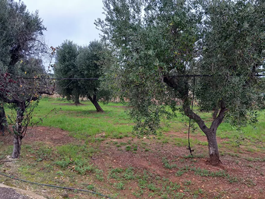 Immagine 6 di Villa in vendita  in C.da Morgicchio a Carovigno