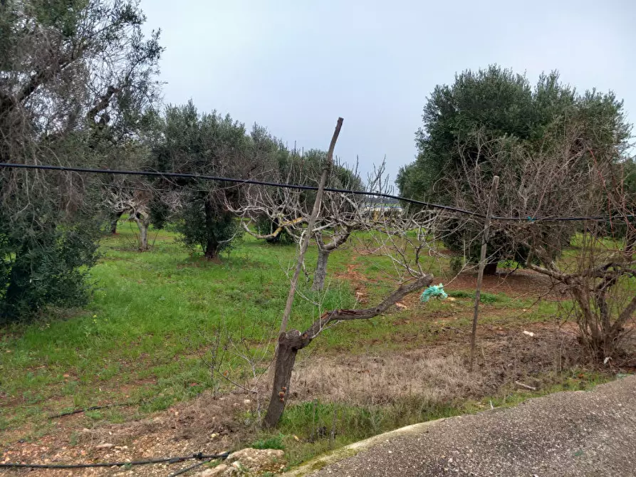Immagine 7 di Villa in vendita  in C.da Morgicchio a Carovigno