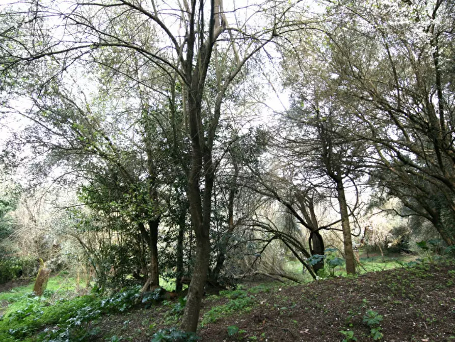 Immagine 24 di Casa indipendente in vendita  a Torrita Di Siena
