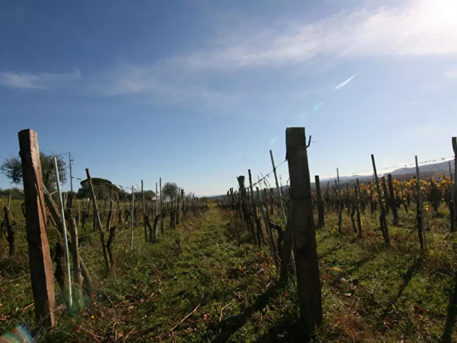 Immagine 6 di Rustico / casale in vendita  a Sinalunga