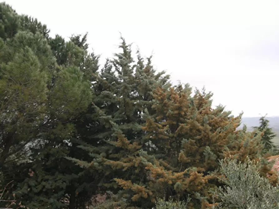 Immagine 40 di Casa indipendente in vendita  a Castiglione D'orcia