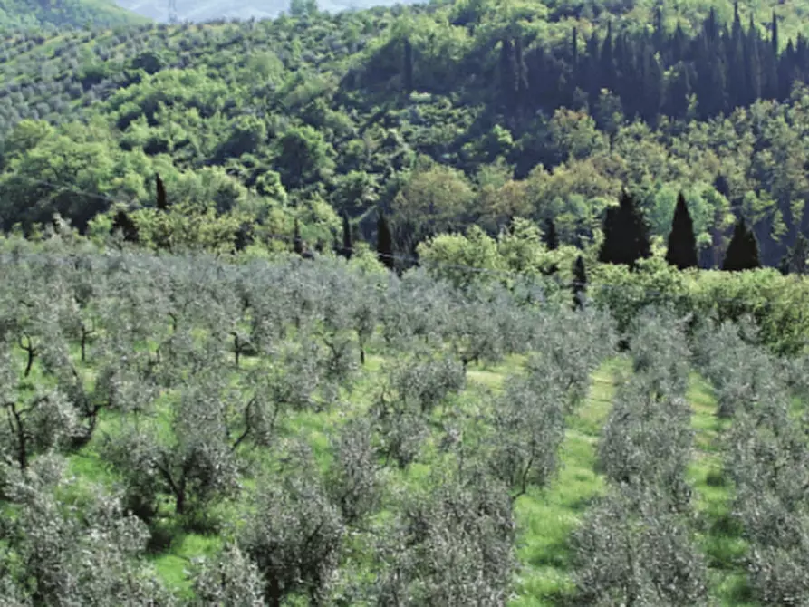Immagine 1 di Terreno in vendita  a Castiglione D'orcia