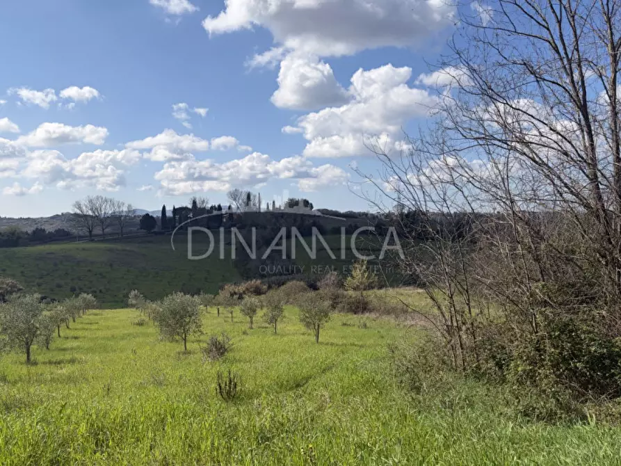 Immagine 11 di Rustico / casale in vendita  a Fauglia