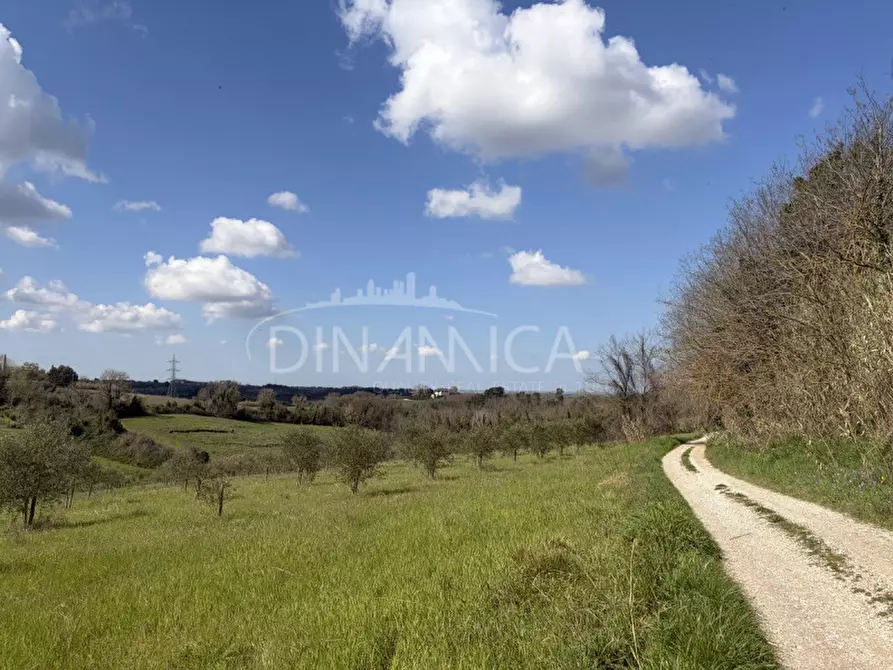 Immagine 11 di Rustico / casale in vendita  a Fauglia