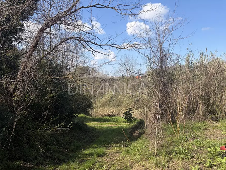 Immagine 36 di Rustico / casale in vendita  a Fauglia