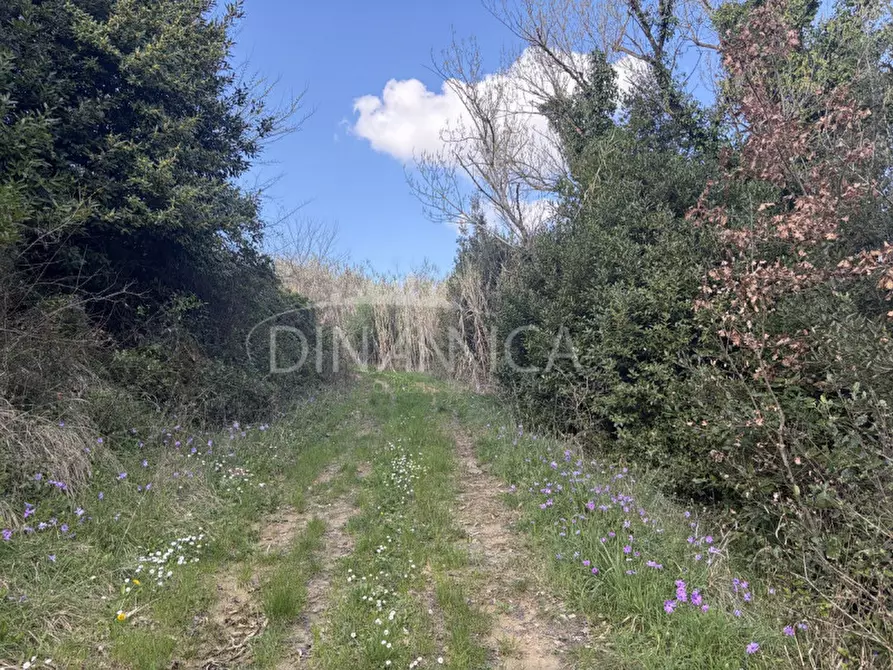 Immagine 42 di Rustico / casale in vendita  a Fauglia