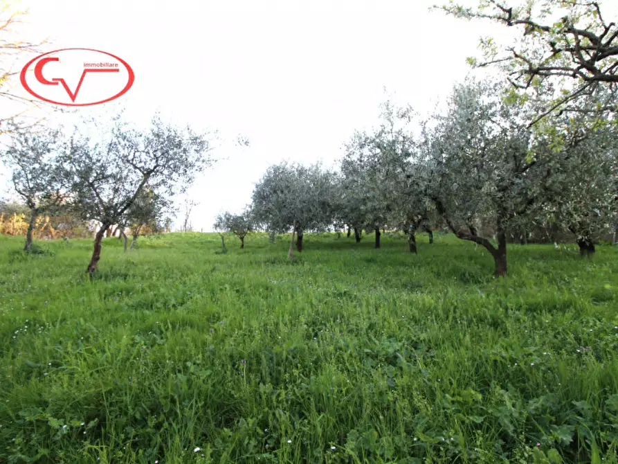 Immagine 2 di Terreno in vendita  in Via Borro della Madonna a San Giovanni Valdarno