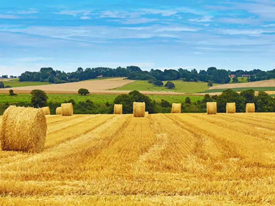 Immagine 2 di Terreno in vendita  in Via San Basilio a Ariano Nel Polesine