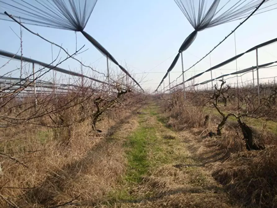 Immagine 12 di Terreno in vendita  in Strada La Rizza a Villafranca Di Verona