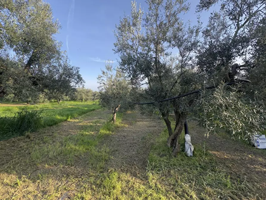 Immagine 4 di Terreno in vendita  in Andria Troianello Montegrosso, 76123 Andria BT, Italia a Andria