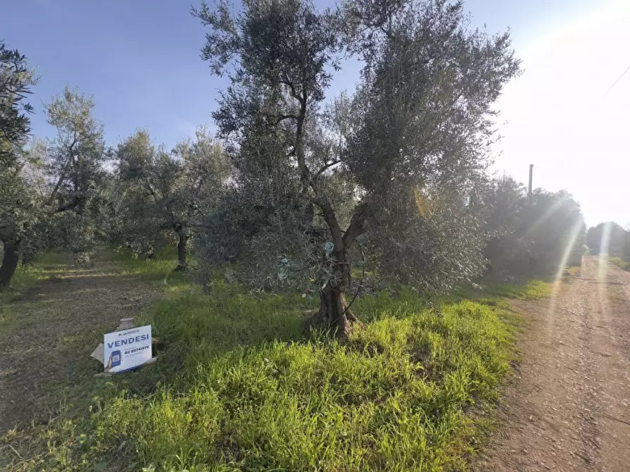 Immagine 6 di Terreno in vendita  in Andria Troianello Montegrosso, 76123 Andria BT, Italia a Andria