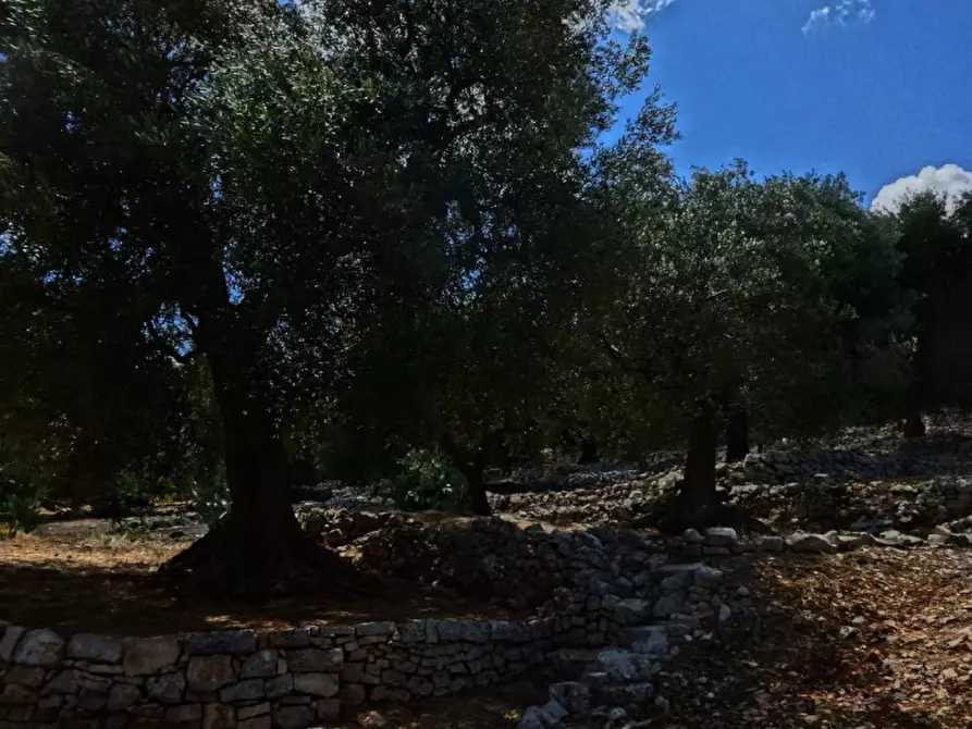 Immagine 19 di Rustico / casale in vendita  in Viale Delle ginestre a Fasano