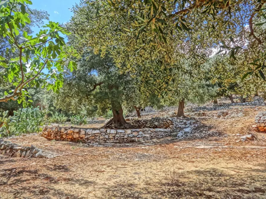 Immagine 24 di Rustico / casale in vendita  in Viale Delle ginestre a Fasano