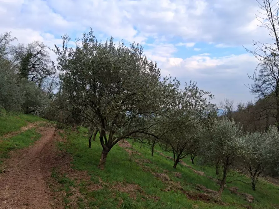 Immagine 9 di Terreno in vendita  in Via Torretta a Nanto