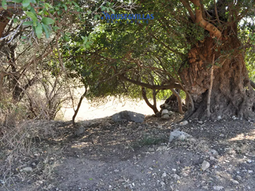 Immagine 26 di Villa in vendita  in Strada provinciale del Castelluccio a Noto