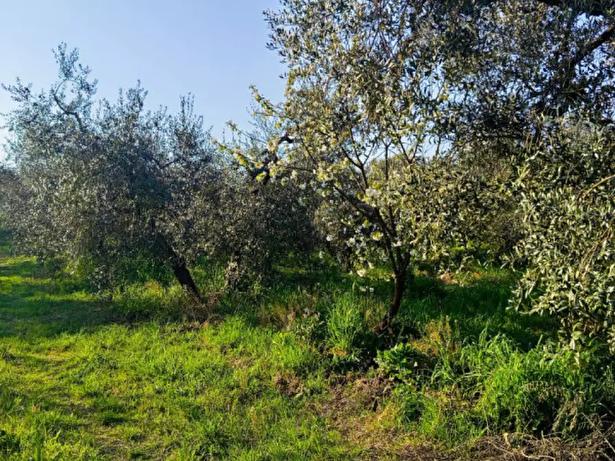 Immagine 4 di Terreno in vendita  in Strada dell'Osteria di Moricone 20 a Palombara Sabina