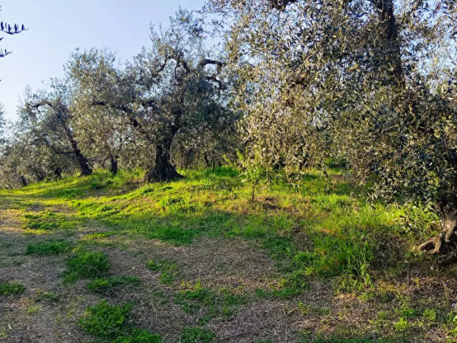 Immagine 6 di Terreno in vendita  in Strada dell'Osteria di Moricone 20 a Palombara Sabina