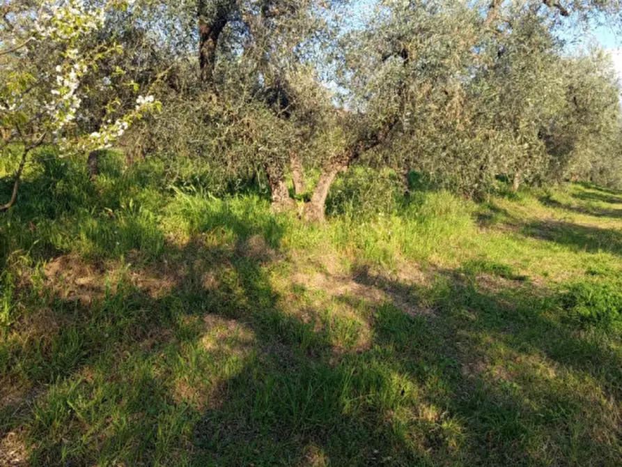 Immagine 7 di Terreno in vendita  in Strada dell'Osteria di Moricone 20 a Palombara Sabina