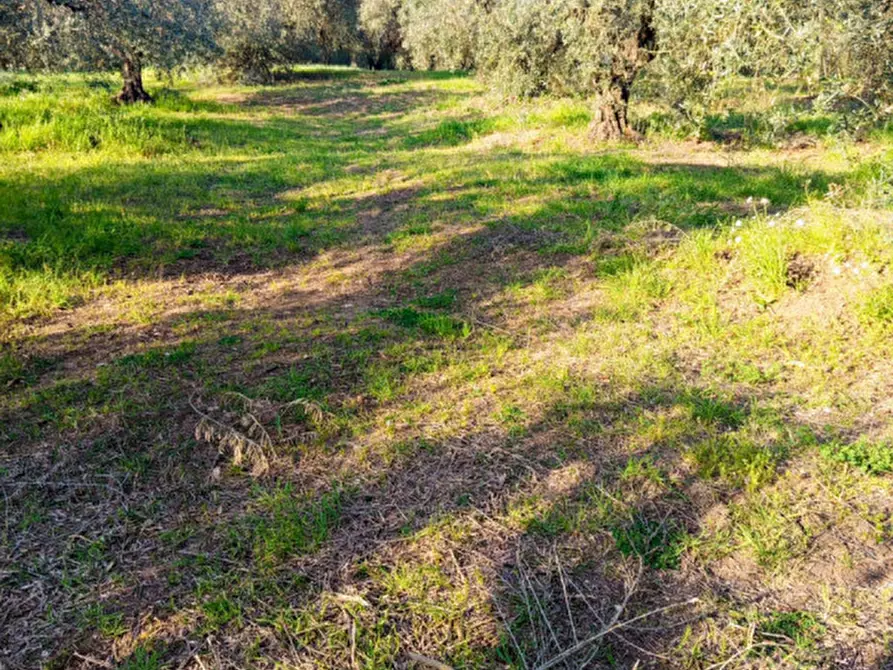 Immagine 8 di Terreno in vendita  in Strada dell'Osteria di Moricone 20 a Palombara Sabina
