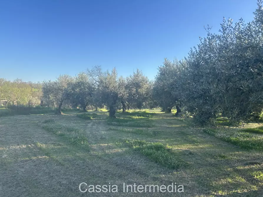 Immagine 6 di Terreno in vendita  in Via Macerata a Nepi