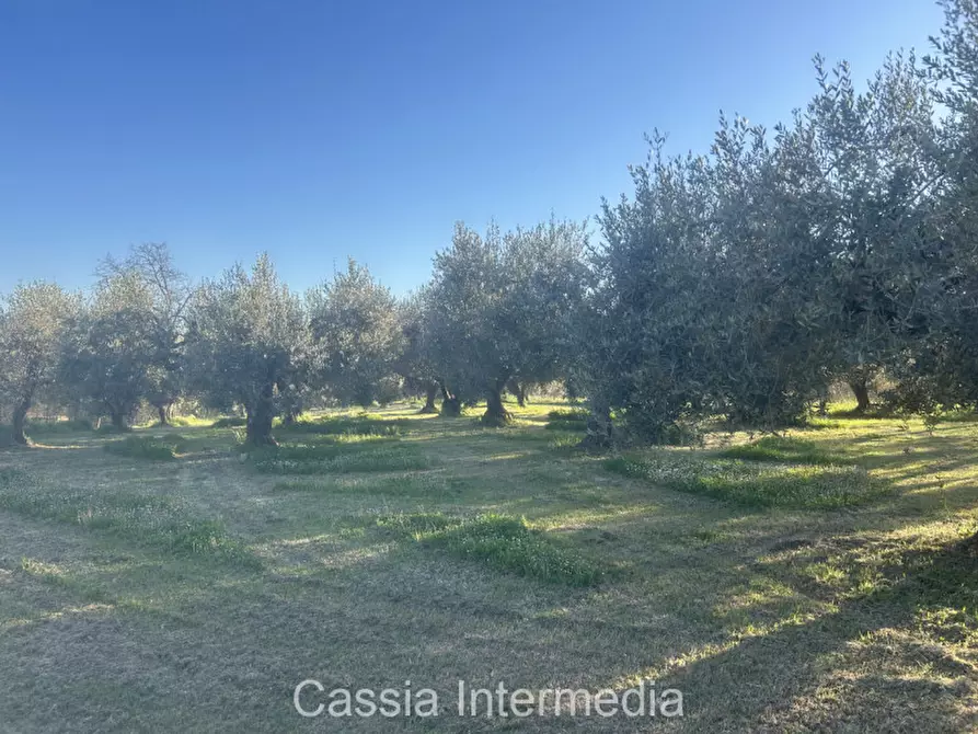 Immagine 33 di Terreno in vendita  in Via Macerata a Nepi