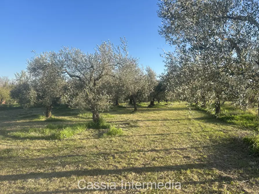 Immagine 34 di Terreno in vendita  in Via Macerata a Nepi