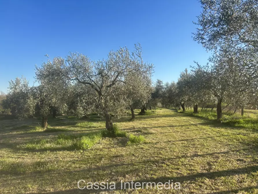 Immagine 35 di Terreno in vendita  in Via Macerata a Nepi