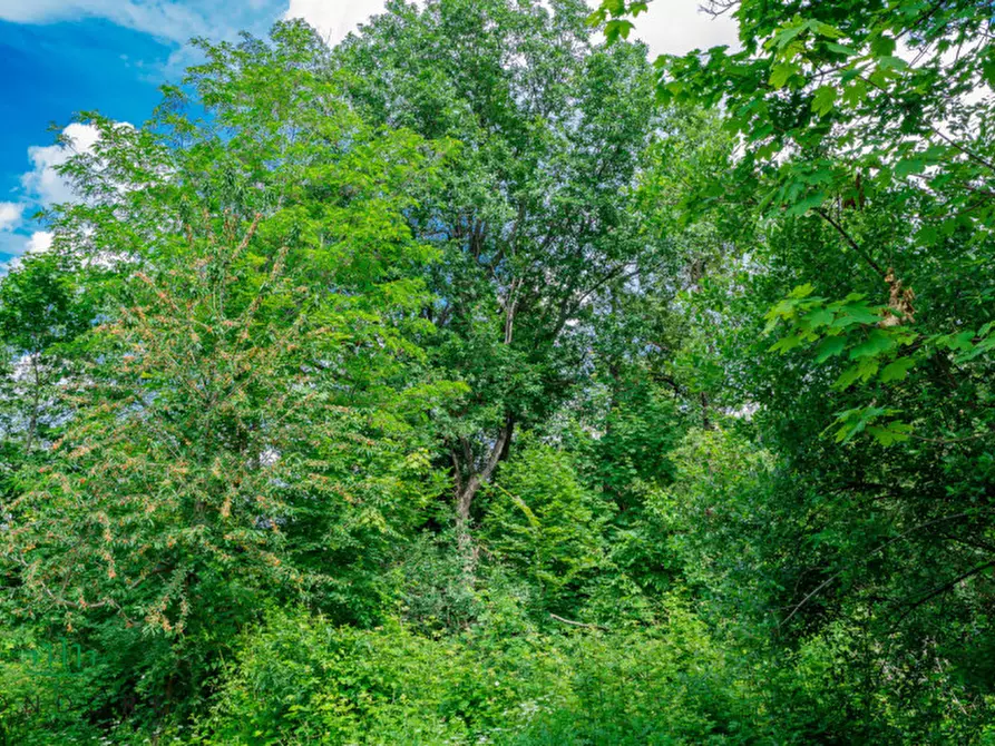 Immagine 71 di Rustico / casale in vendita  in RASIGLIO a Sasso Marconi