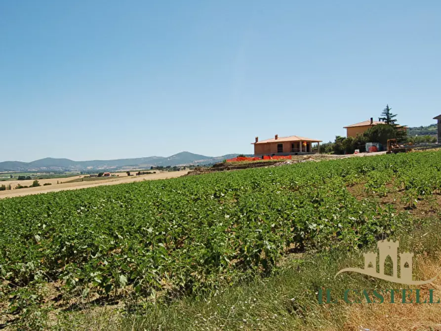 Immagine 4 di Terreno in vendita  a Paciano